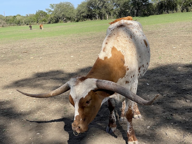Rancho Cortez - Photo 2