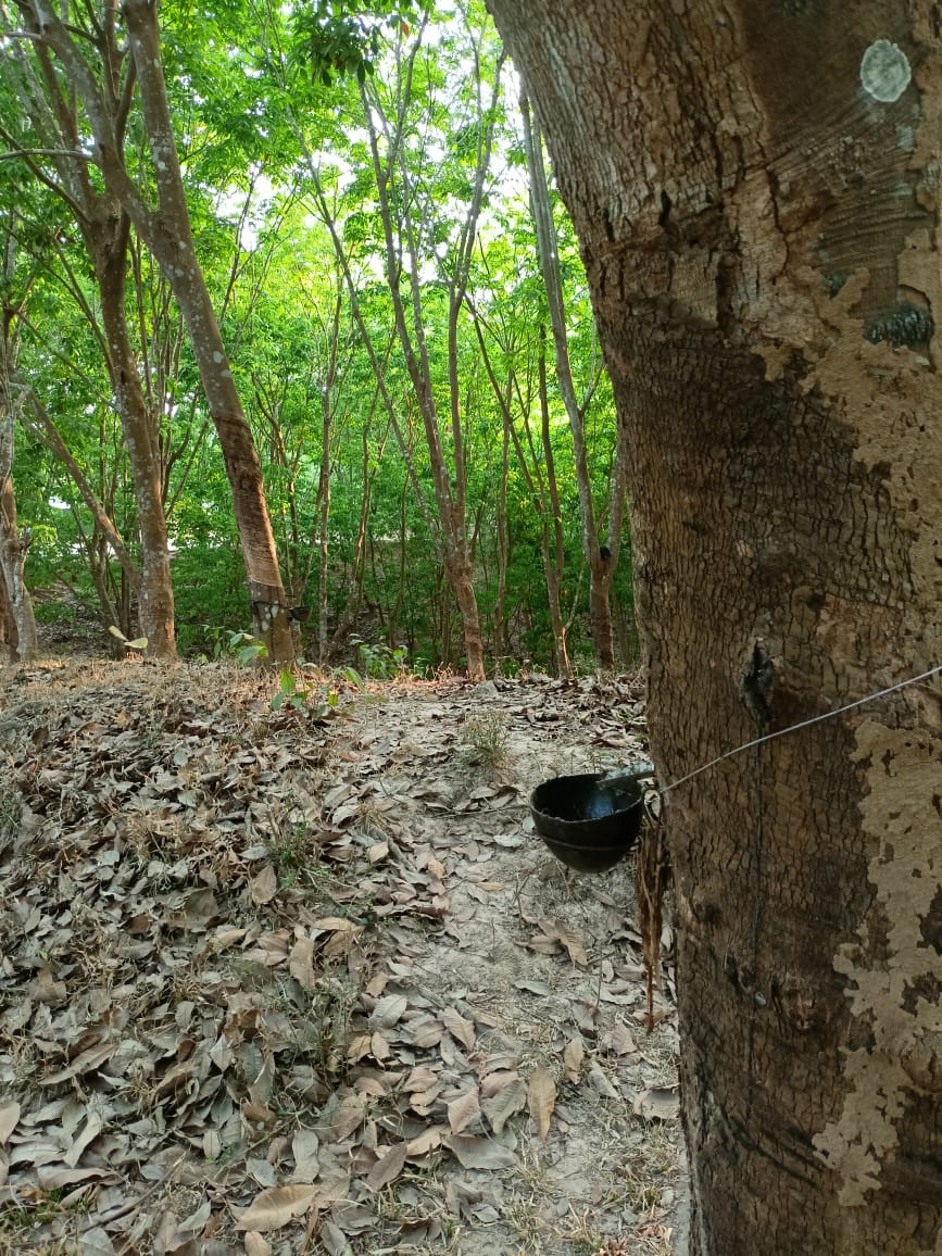 Leapsource Rubber photo 2