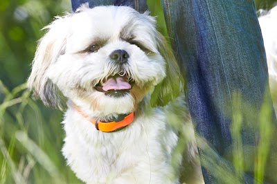 DogWatch of Chattanooga