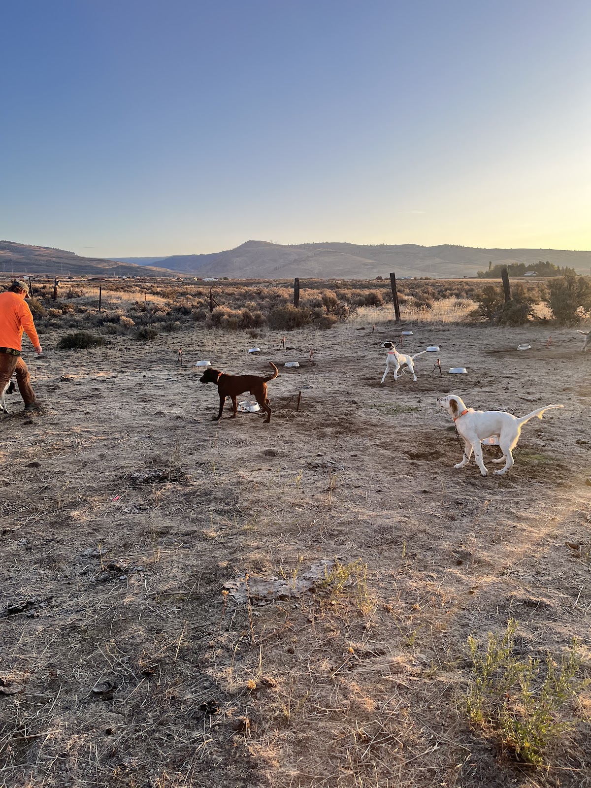 Cooke Canyon Hunt Club & Upland Dogs
