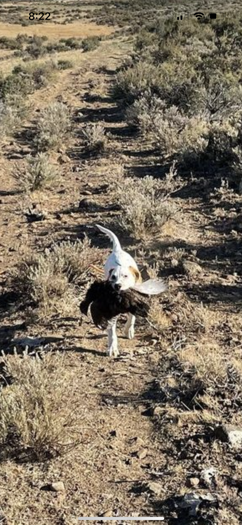 Cooke Canyon Hunt Club & Upland Dogs - Photo 5