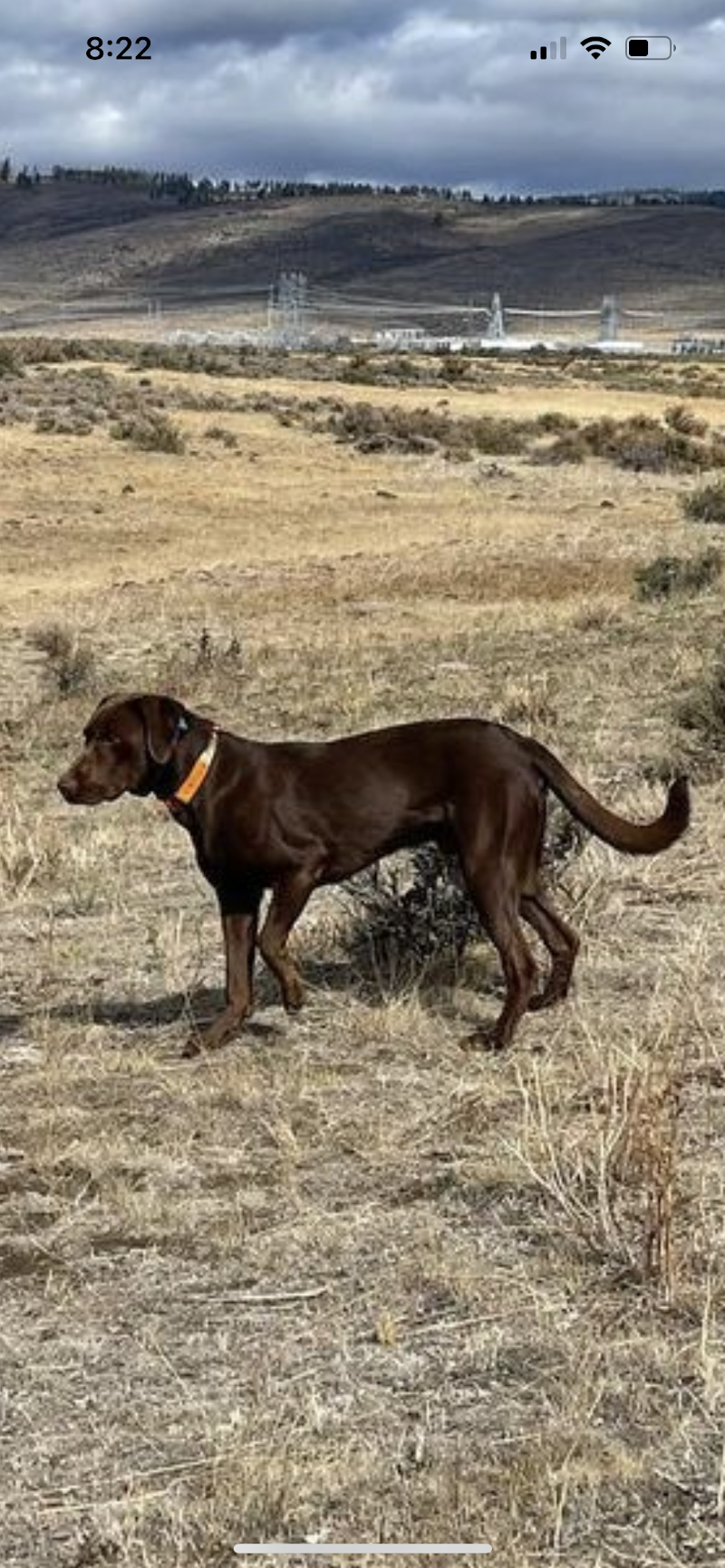 Cooke Canyon Hunt Club & Upland Dogs - Photo 1