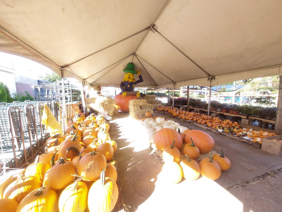 Shannon Florist & Nursery: Google Places image 4