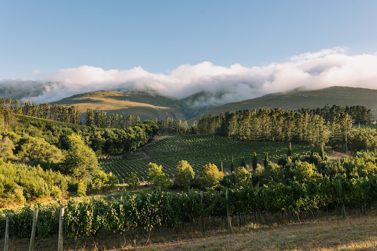 Paul Clüver Family Wines