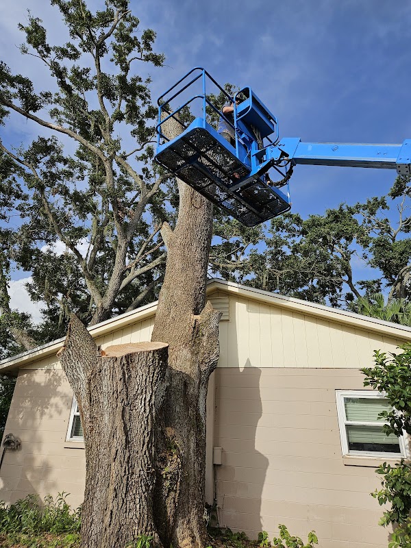 Boom lift positioned next to massive oak trunk during removal