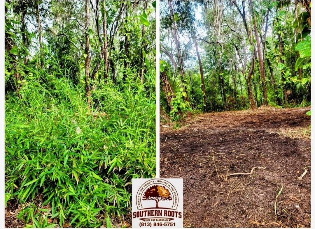 Before and after land clearing transformation