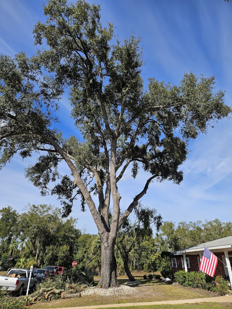 Beautifully trimmed live oak tree towering over a brick home with an American flag