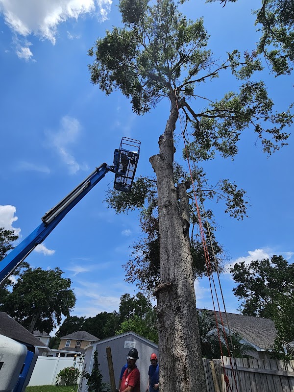 Boom lift crew working on tall tree removal