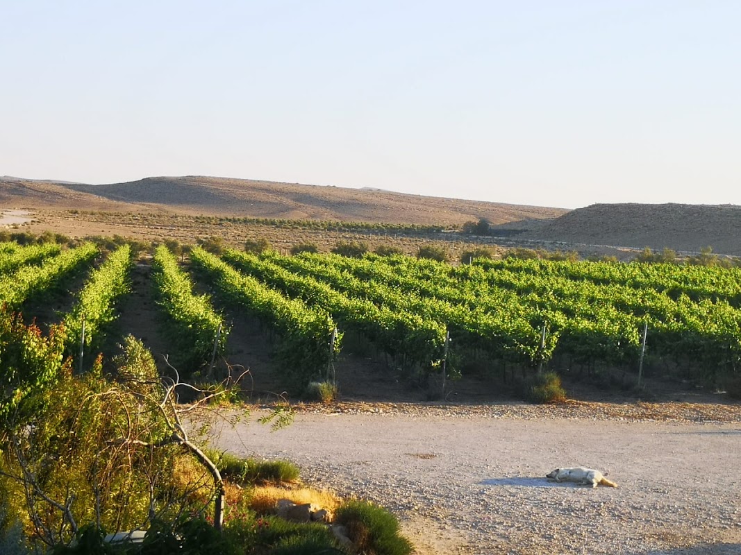 Shezaf Vineyard