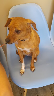 וטרינר תורן פתח תקווה