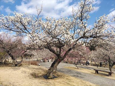 Odawara Flower Garden - 3