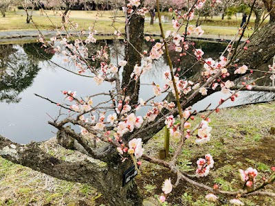 Odawara Flower Garden - 2