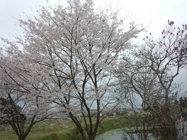 Kumamoto Mashiki Country Club - Photo 7