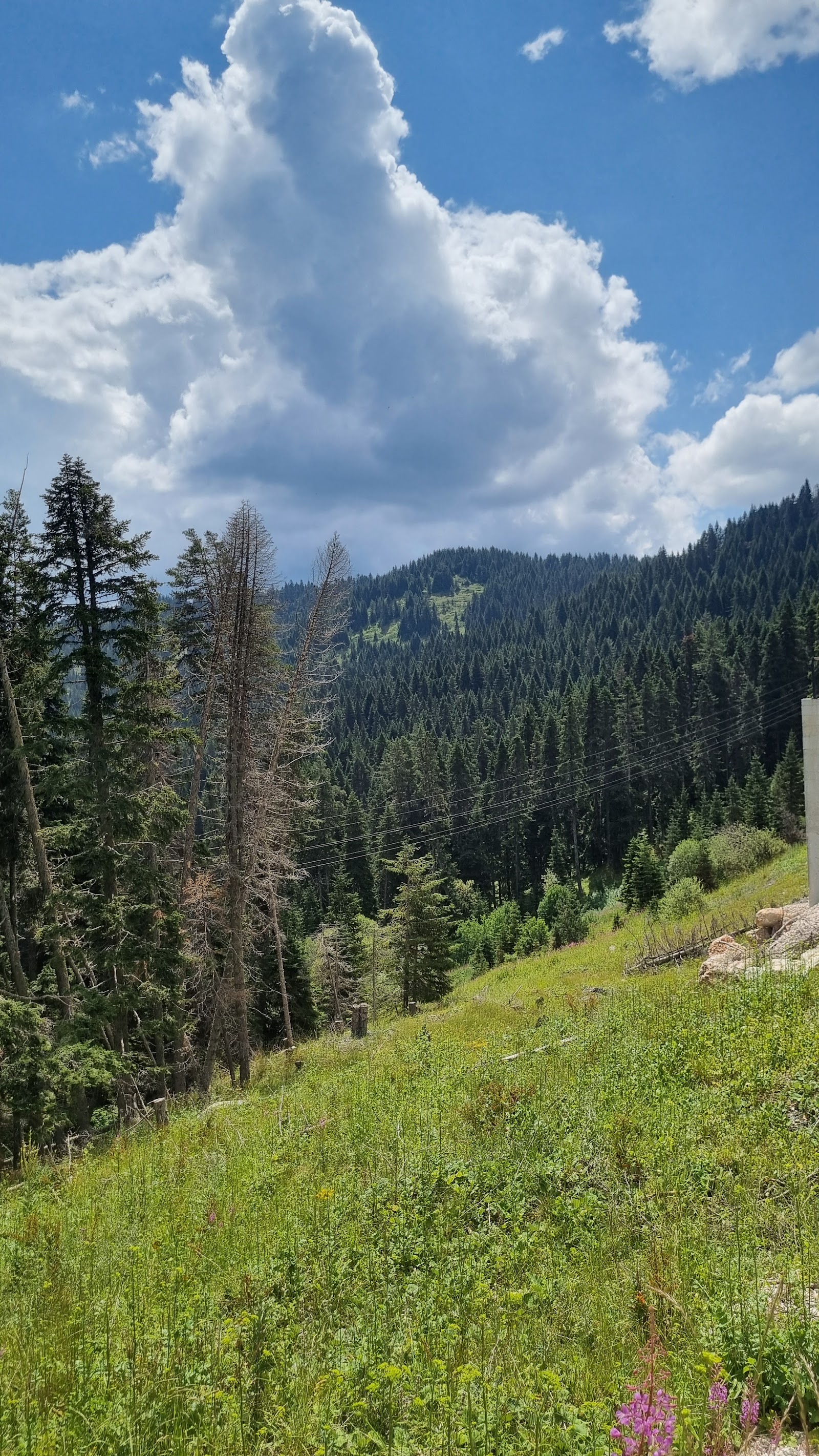 Ilgaz Dağı Milli Parkı mekanı