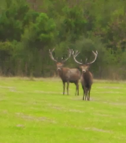 Long Branch Creek Farm - Photo 6