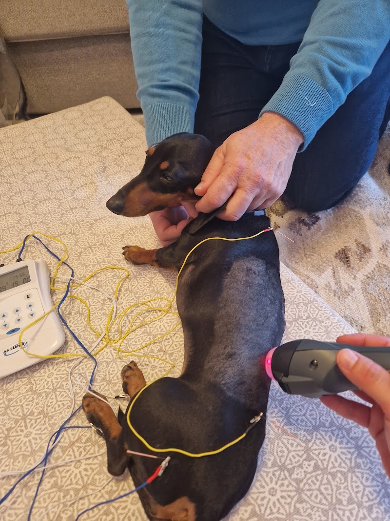 Rehabilitación Veterinaria Dinámica Animal