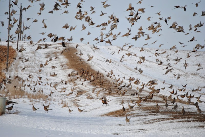 Ringnecks Hunting Lodge - Photo 5