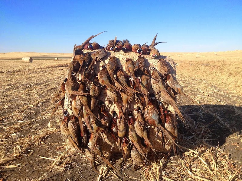 Ringnecks Hunting Lodge - Photo 4
