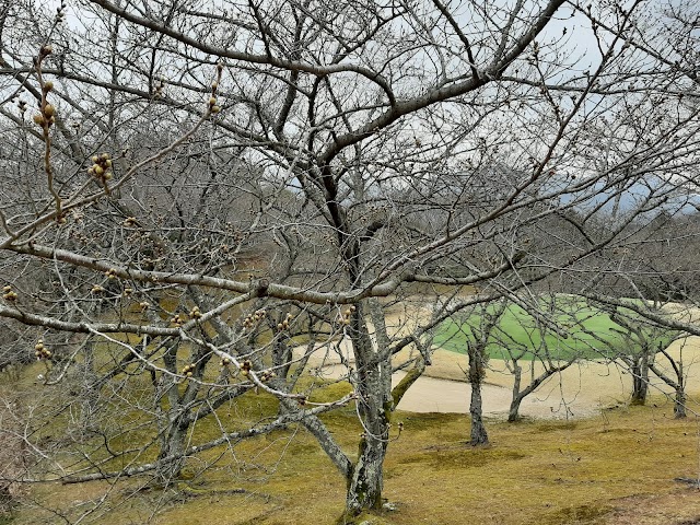 Miyajima Shiwa Country Club - Photo 10