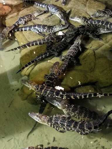 Congo River Golf photo 6