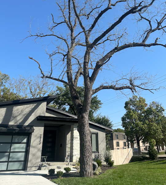Wood's Tree Service and Landscaping LLC