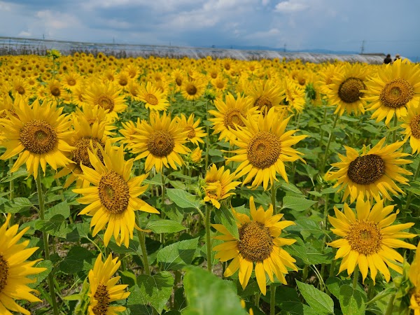 Uesugi Farm 1