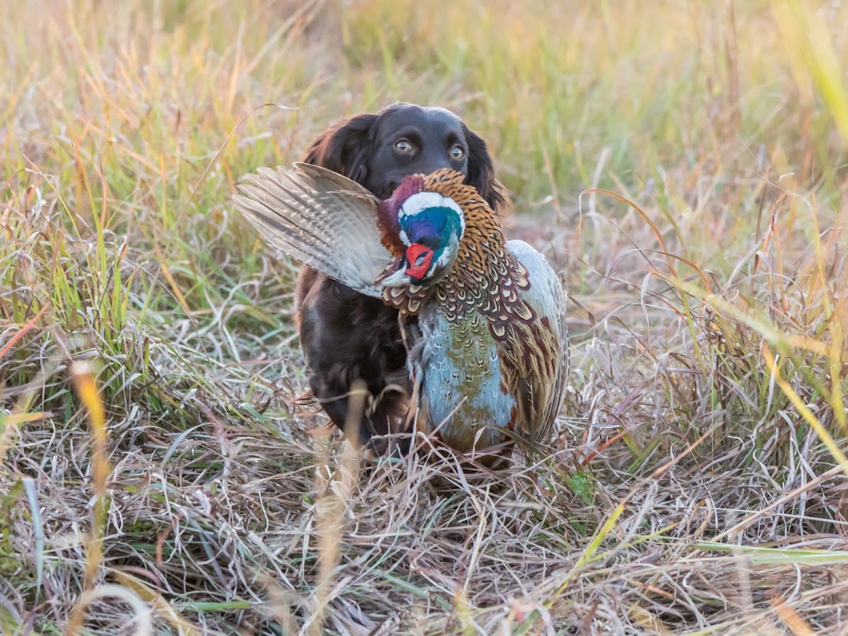 The Prairie's End Hunt Club
