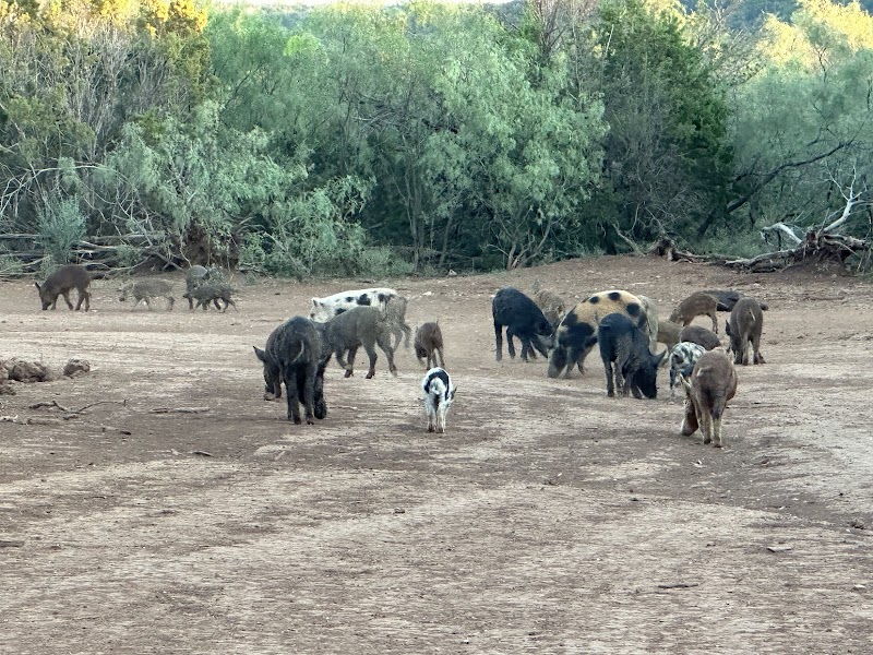 Dos Plumas Hunting Ranch - Photo 4