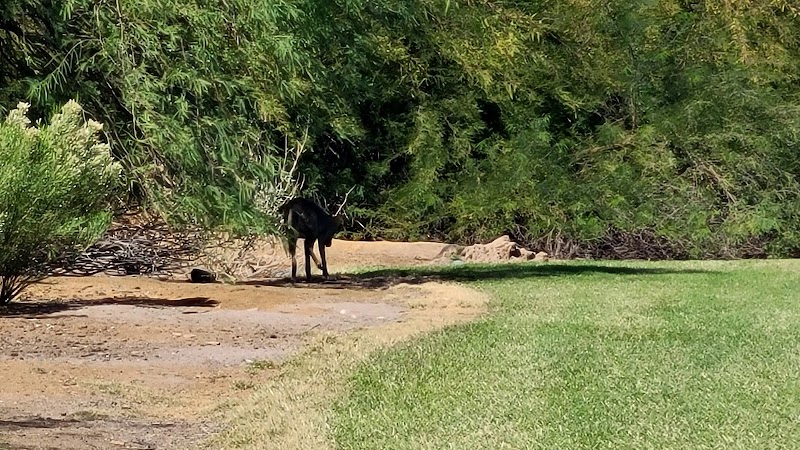 Coyote Lakes Golf Club photo 4