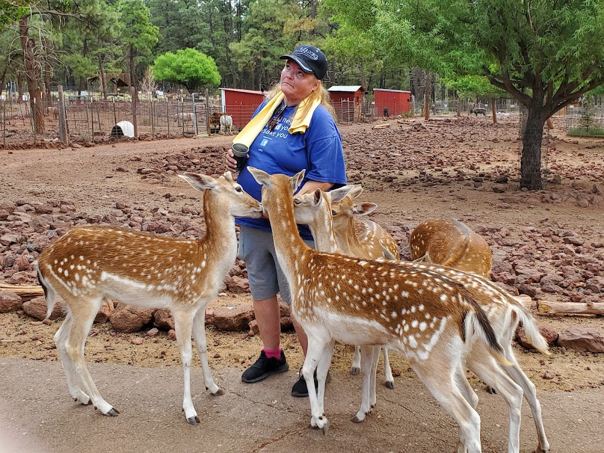Grand Canyon Deer Farm