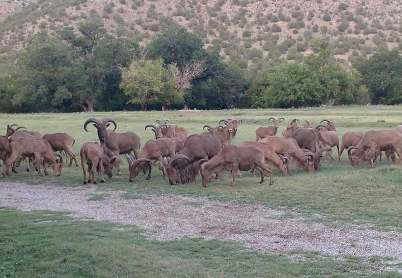 Land of Enchantment Trophy Hunts - Photo 6