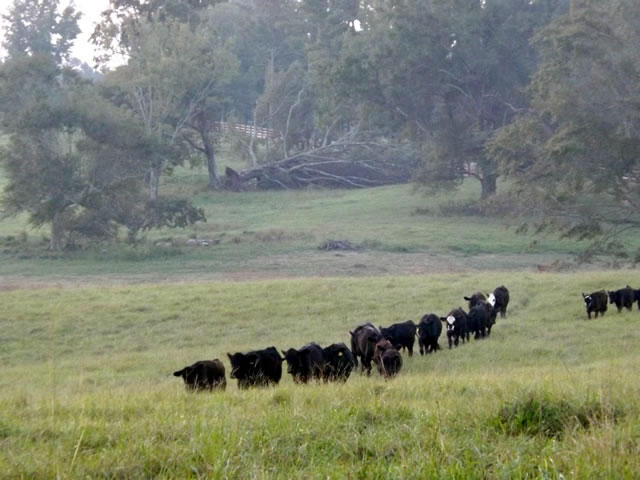 Running Creek Ranch - Photo 6