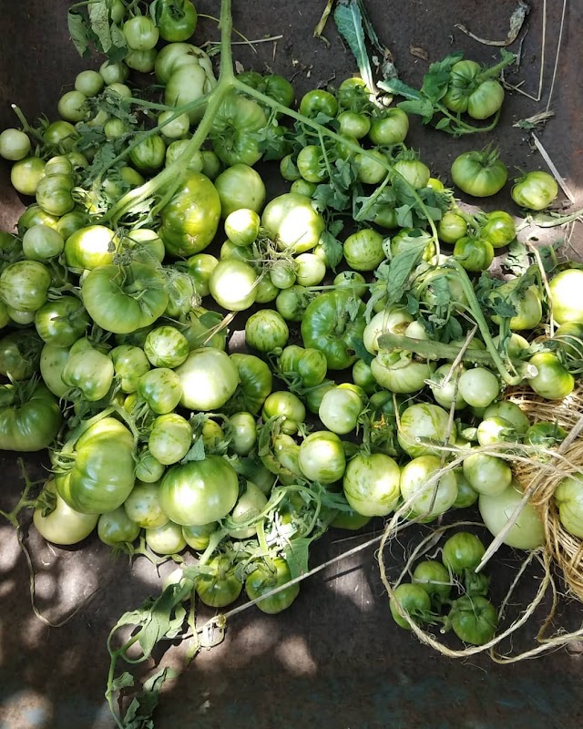 Fresh Future Farm photo 4