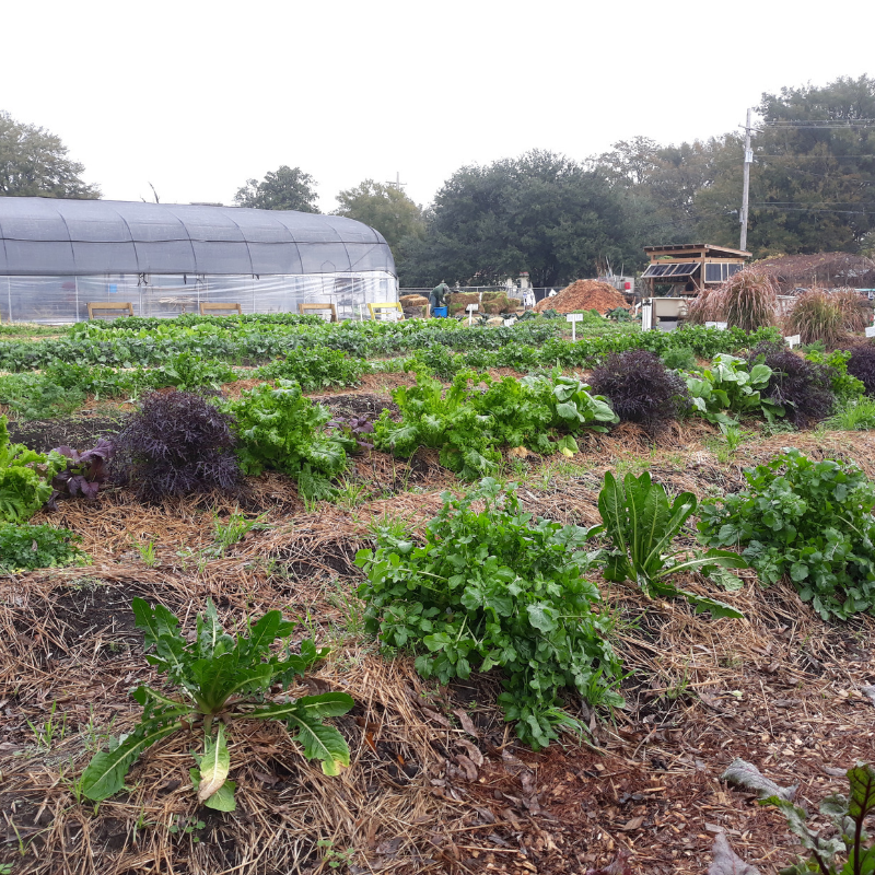 Fresh Future Farm photo 2