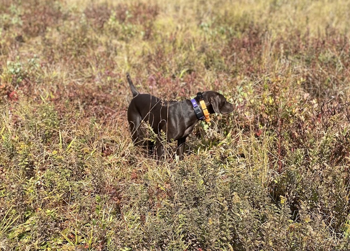 Western Mass Bird Dog Club