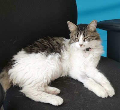 מרכז וטרינרי לחיות בית פרדס חנה