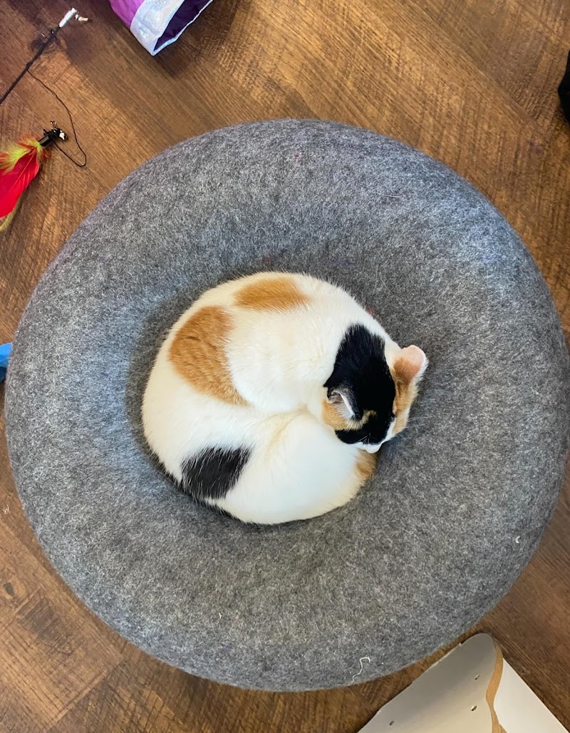 The Witty Whisker Cat Cafe photo 4