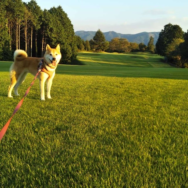 Ozu Golf Club - Photo 7