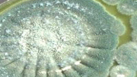Advanced Mold Testing and Remediation Services — photo