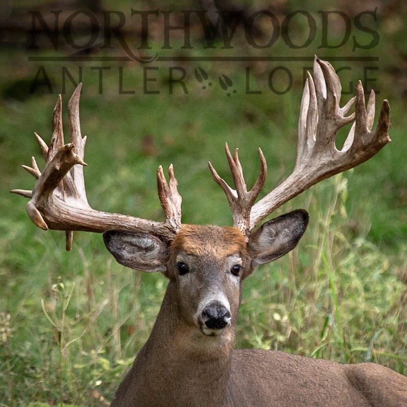 Northwoods Antler Lodge - Photo 1
