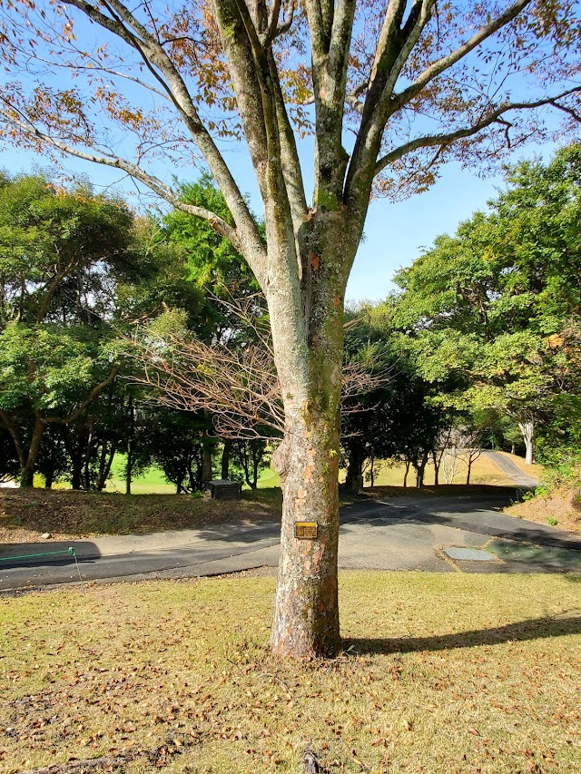 Horon Golf Club - Photo 10