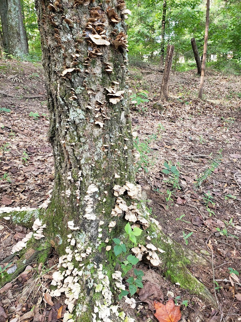 Woodruff Disc Golf Course photo 5