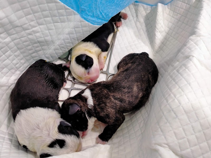 Centro veterinario Albéitar