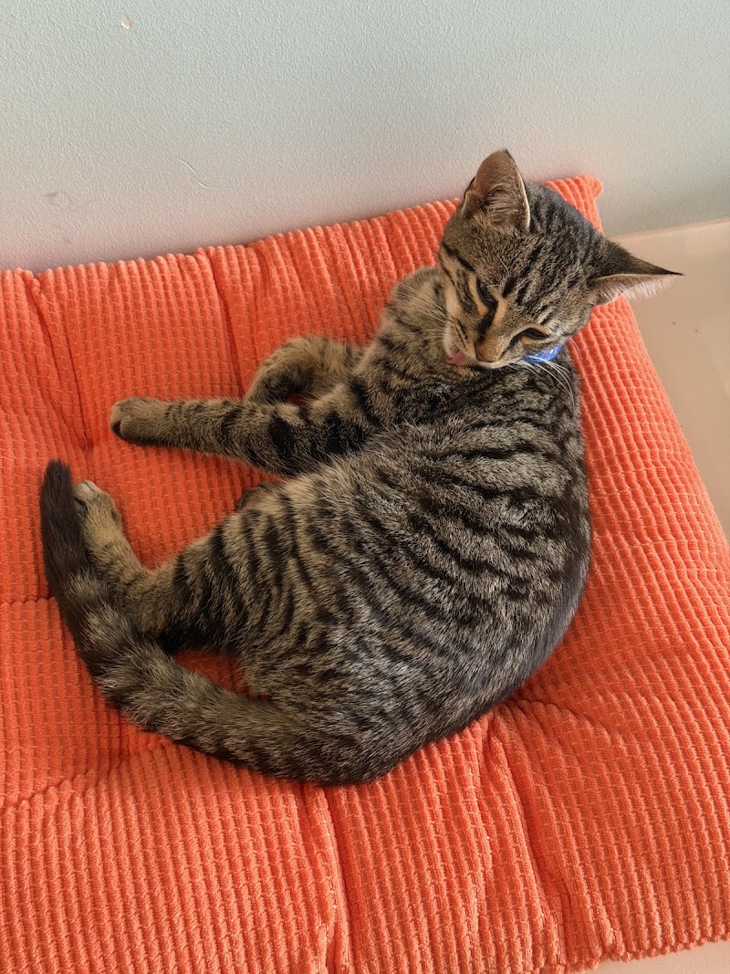 Fancy Cat Cafe photo 4