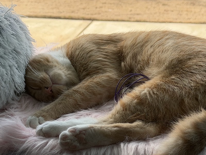 Fancy Cat Cafe photo 3