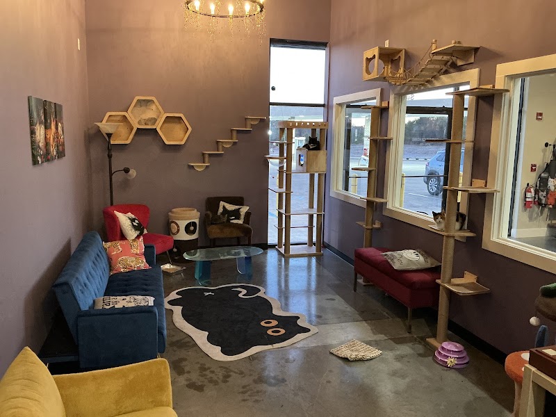 Fancy Cat Cafe photo 4