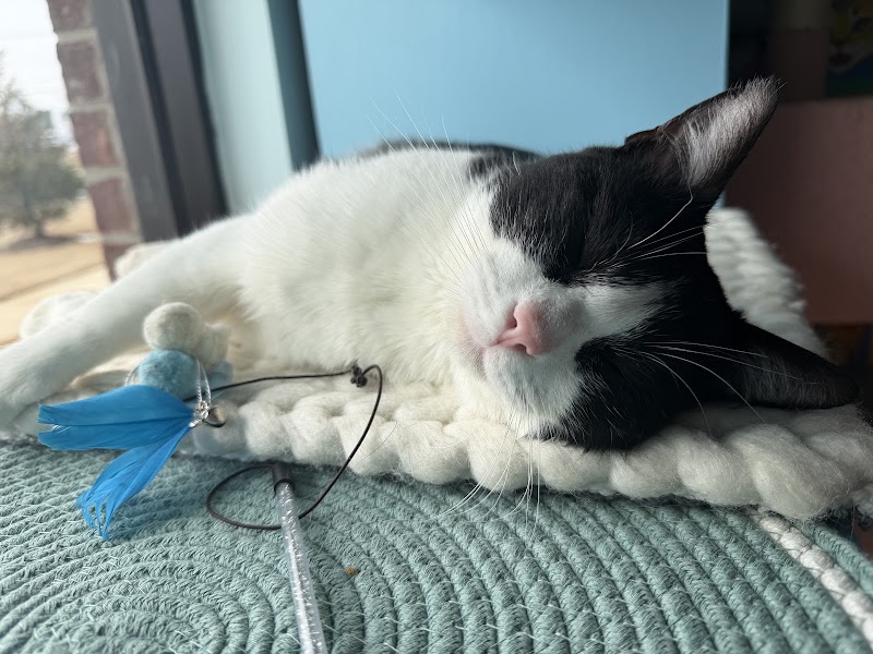 Fancy Cat Cafe photo 3