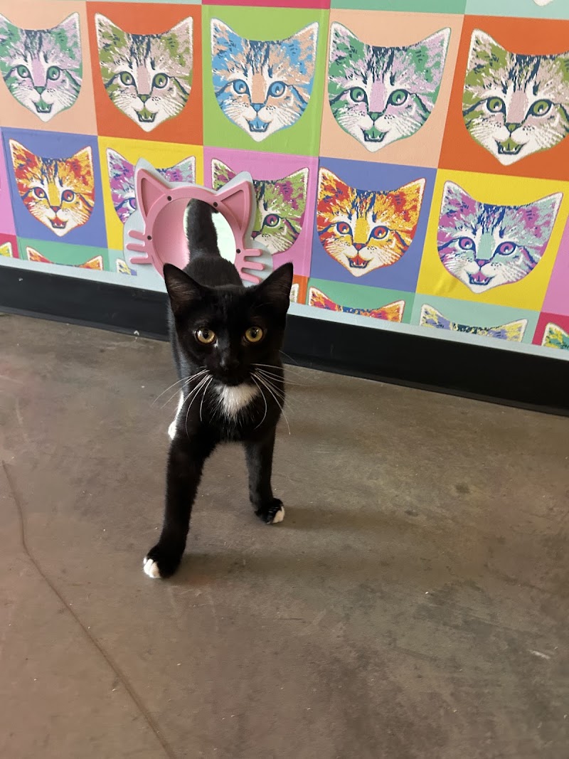Fancy Cat Cafe photo 2