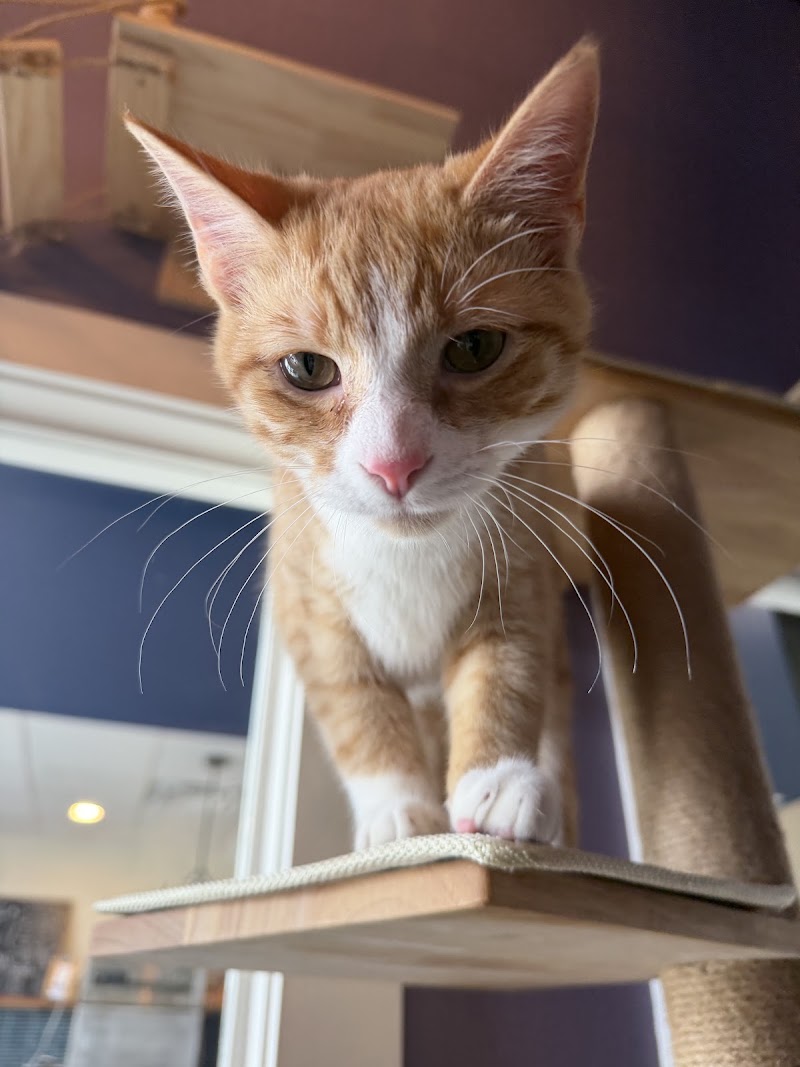 Fancy Cat Cafe photo 4