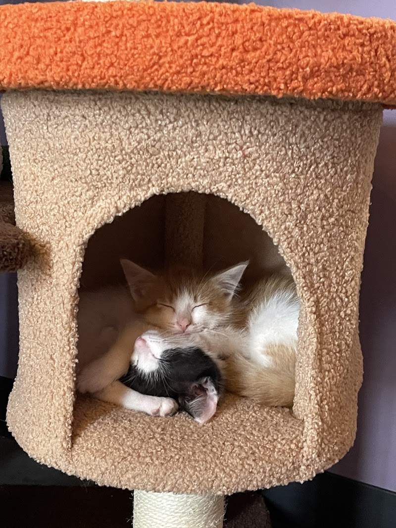 Fancy Cat Cafe photo 3